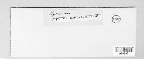 Hysterium culmigenum image